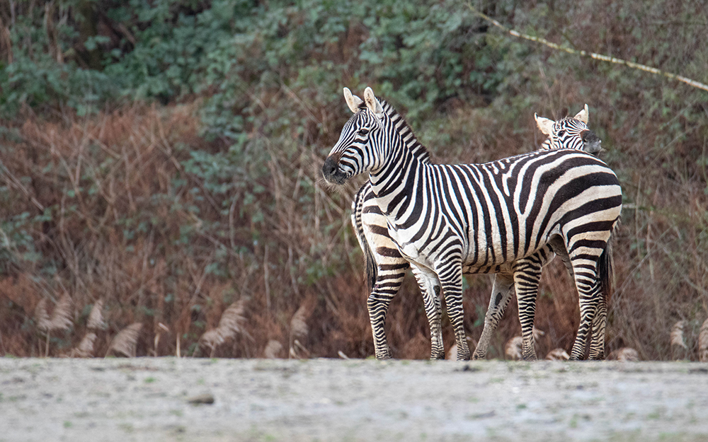 Grant's zebra's