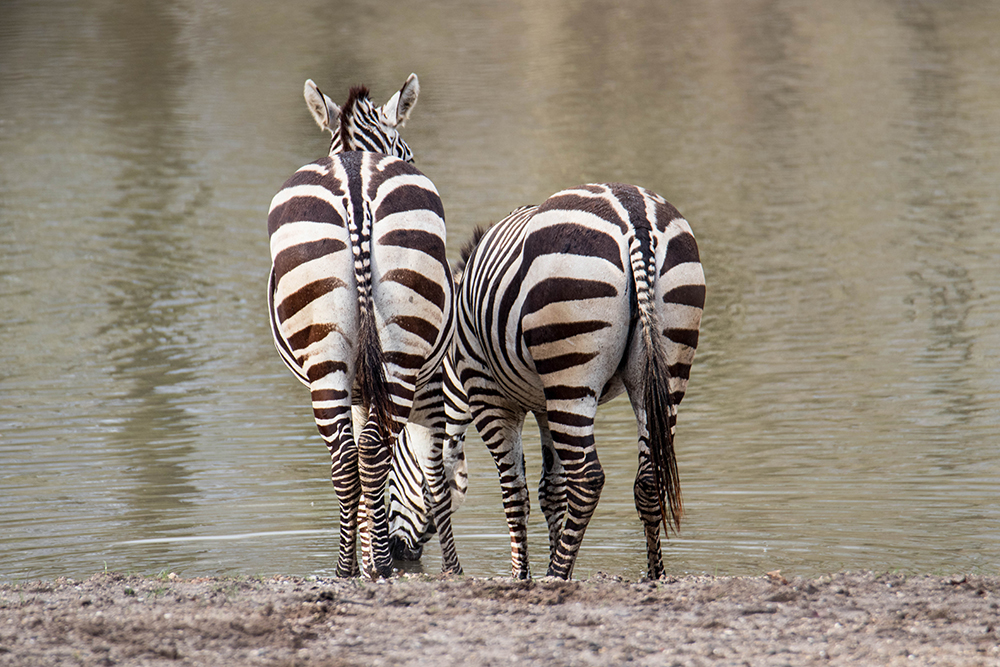 Zebras in Burgers Safari