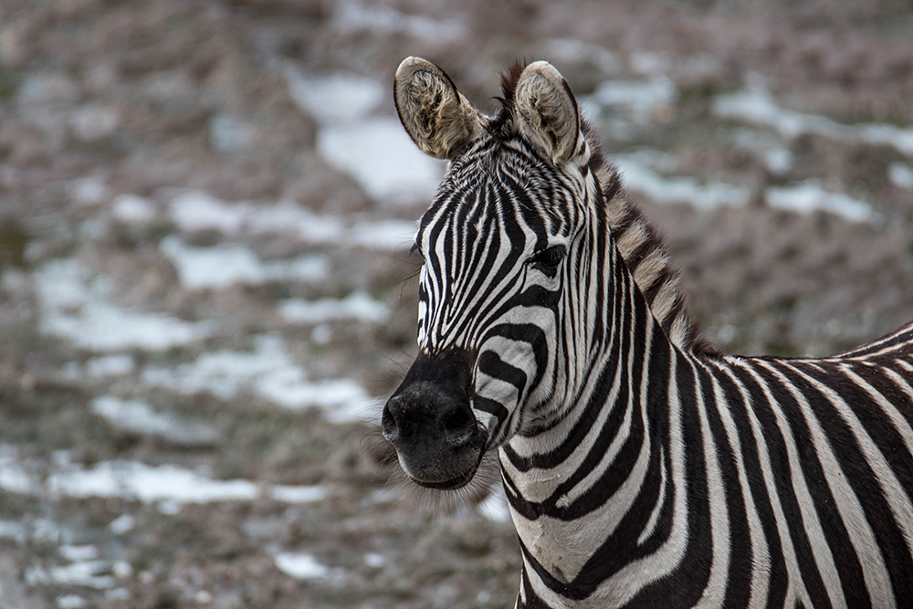 Grant's zebra