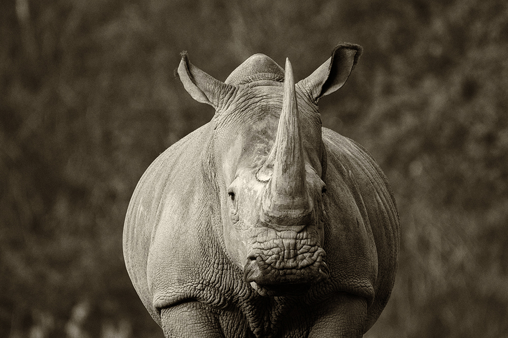 Breedlipneushoorn - White rhinoceros