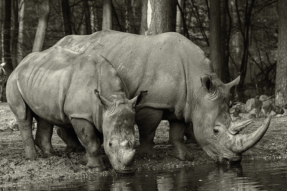 Breedlipneushoorn - White rhinoceros