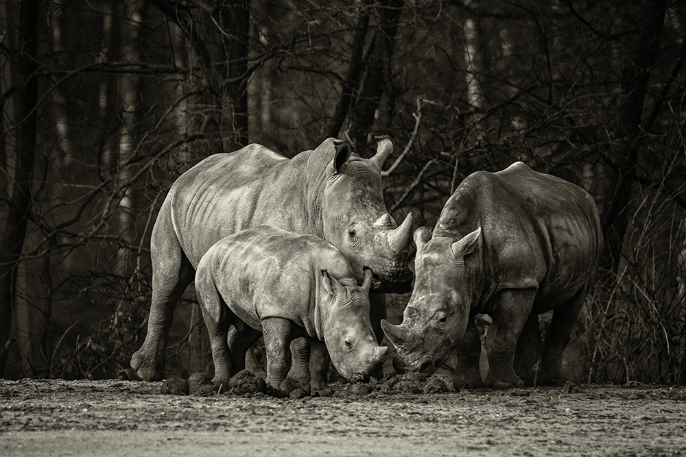 Breedlipneushoorn - White rhinoceros