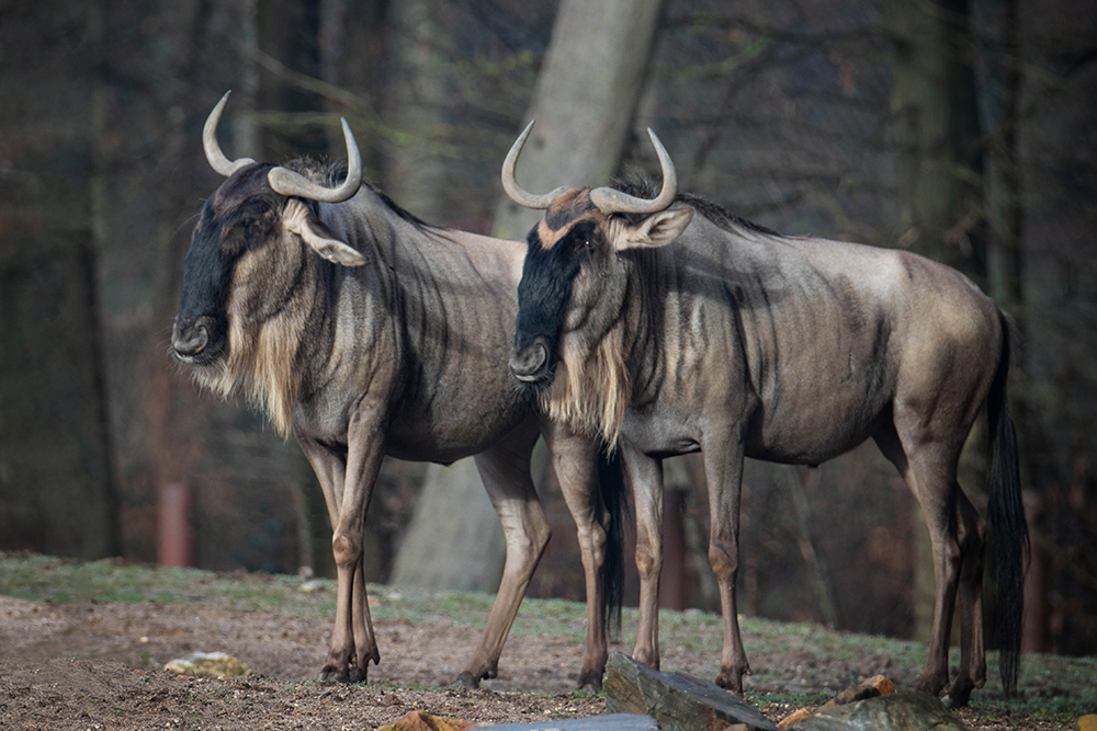 Gnoe - Wildebeest