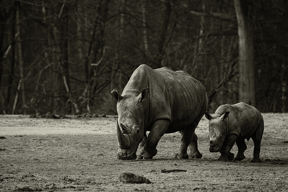 Breedlipneushoorn - White rhinoceros