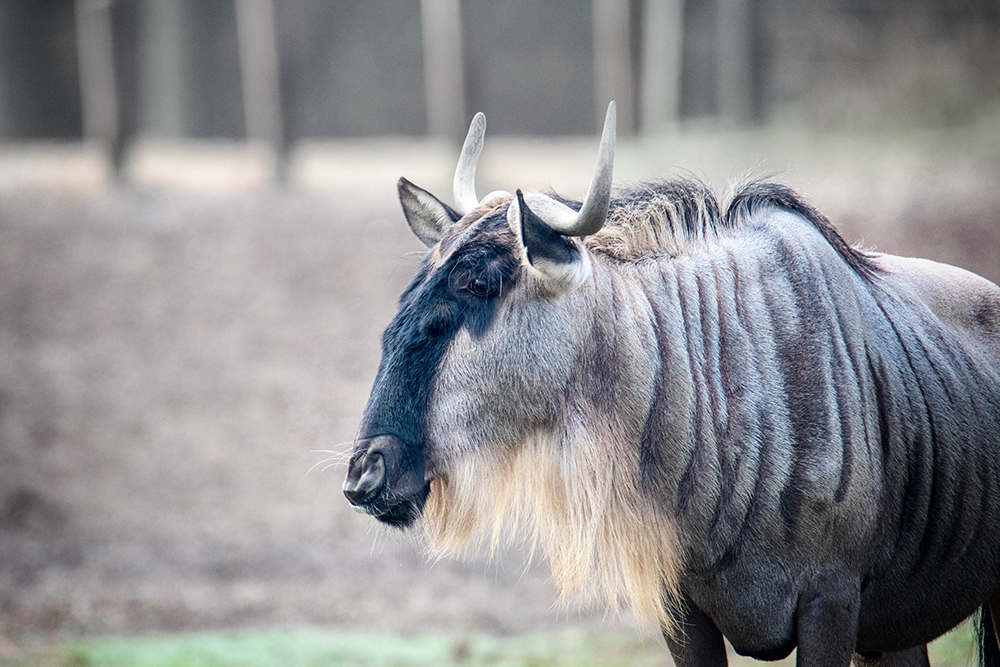 Gnoe - Wildebeest