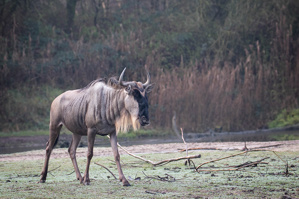 Gnoe - Wildebeest