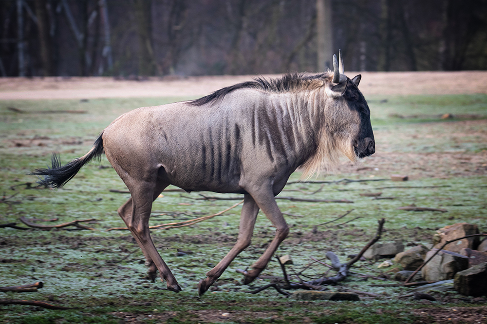 Gnoe - Wildebeest