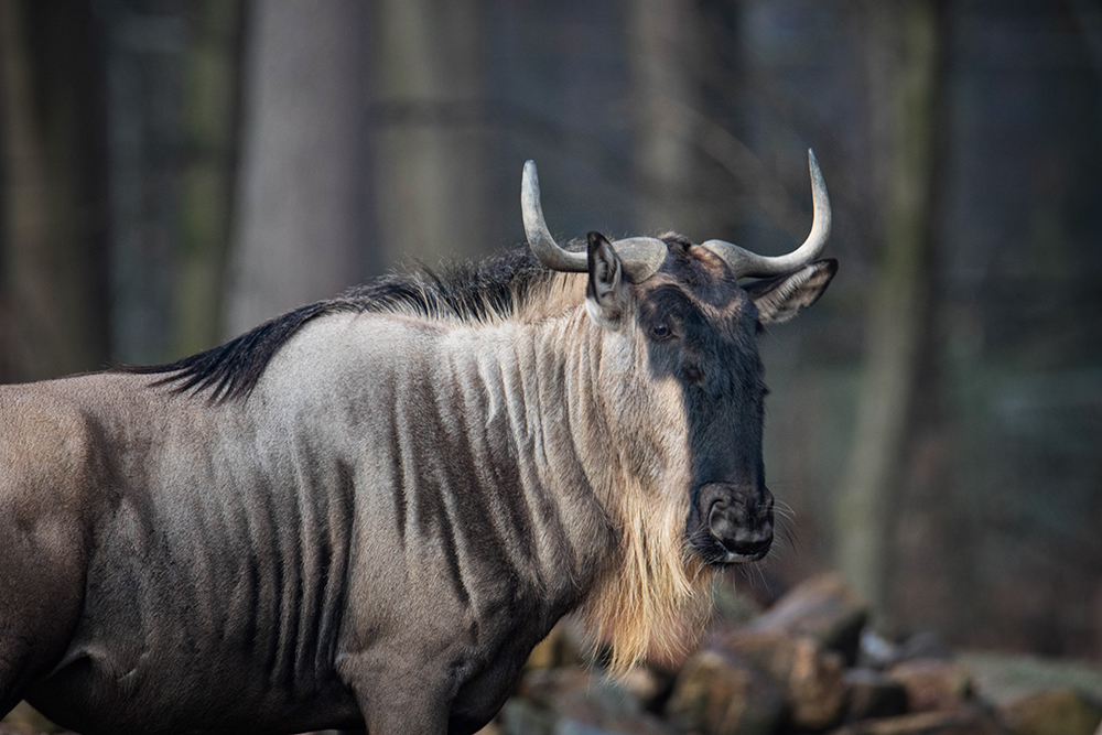 Gnoe - Wildebeest