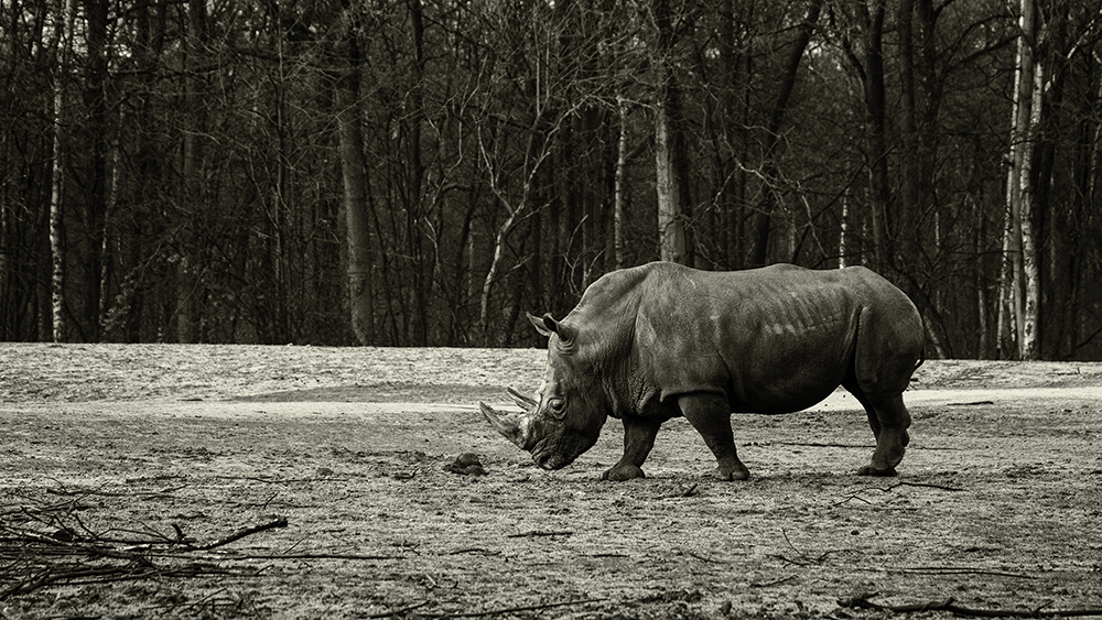 Breedlipneushoorn - White rhinoceros