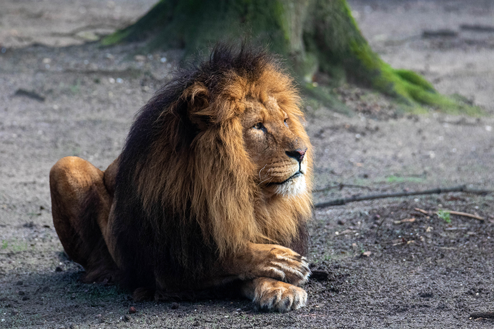 De koning van Burgers Zoo