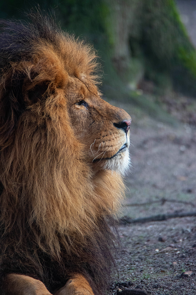 The king of Burgers Zoo – Anja Wessels Fotografie