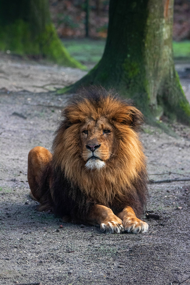 Leeuw - Lion