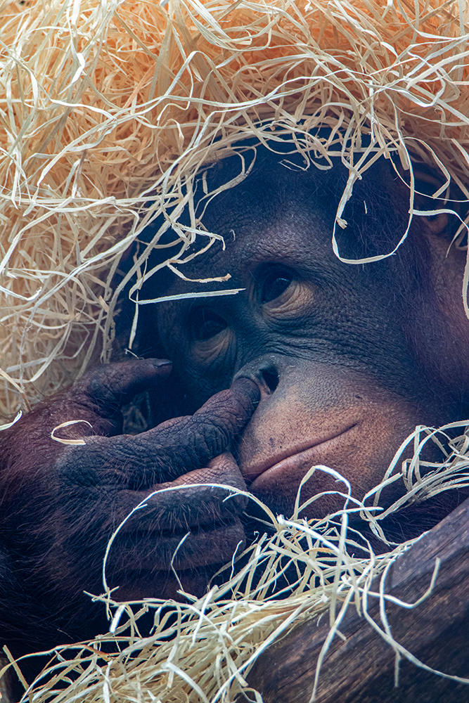 Orang-oetan - Orangutan