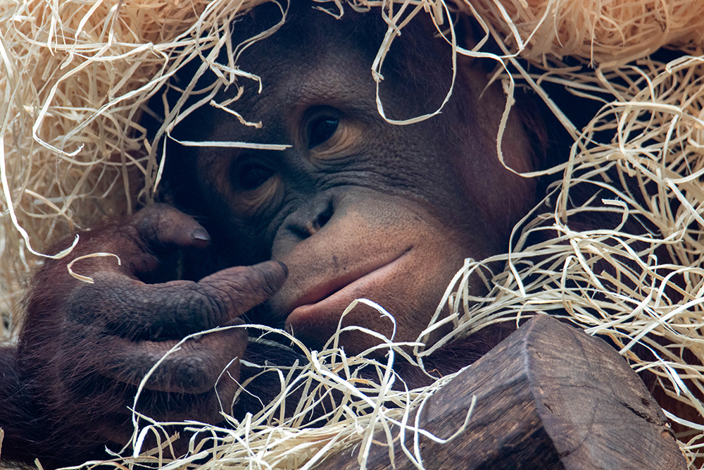 Orang-oetan - Orangutan