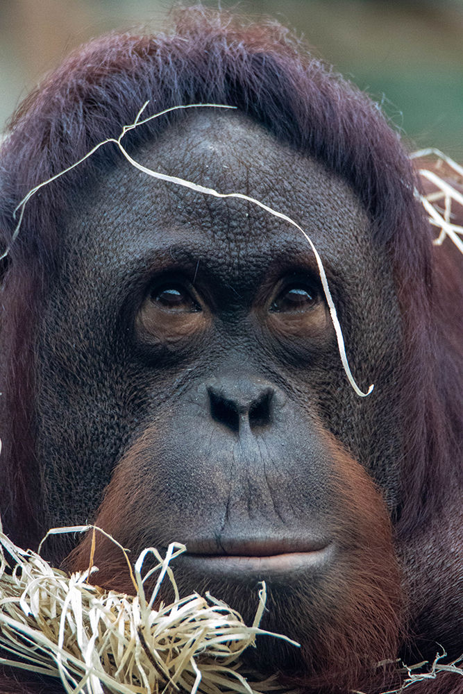 Orang-oetan - Orangutan