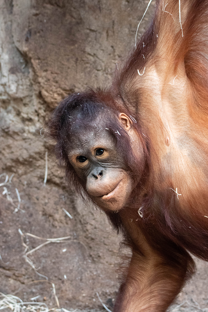 Orang-oetan - Orangutan