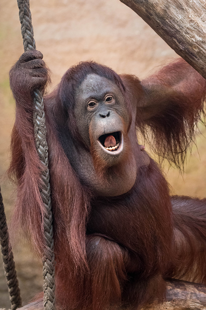 Orang-oetan - Orangutan