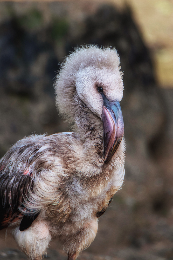 Chileense flamingo kuiken - Chilean flamingo chick