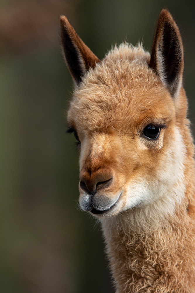 Vicuña