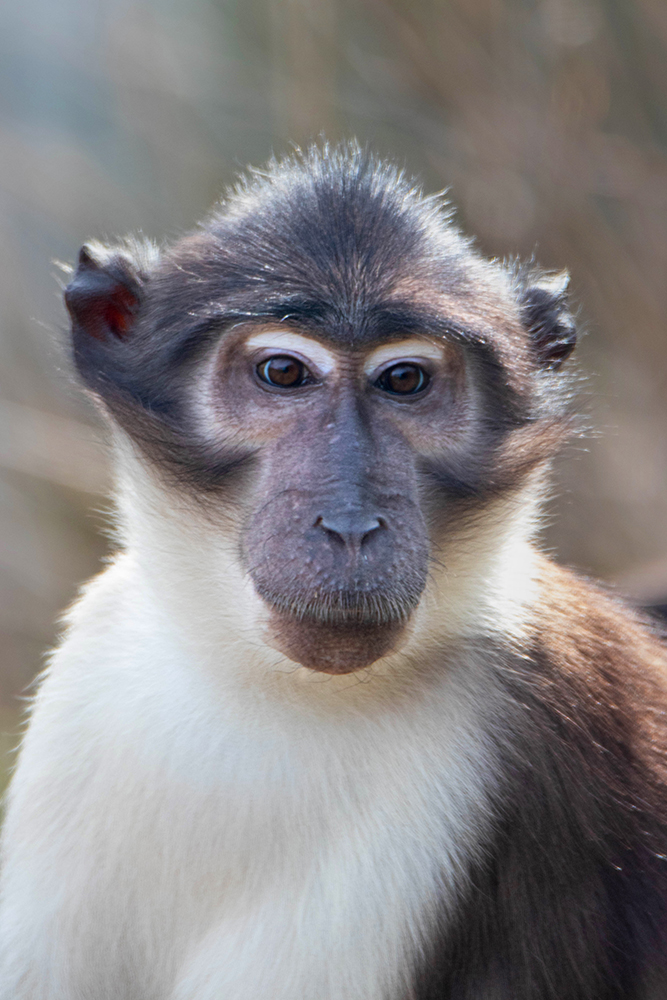 Roetmangabey - White crowned mangabey