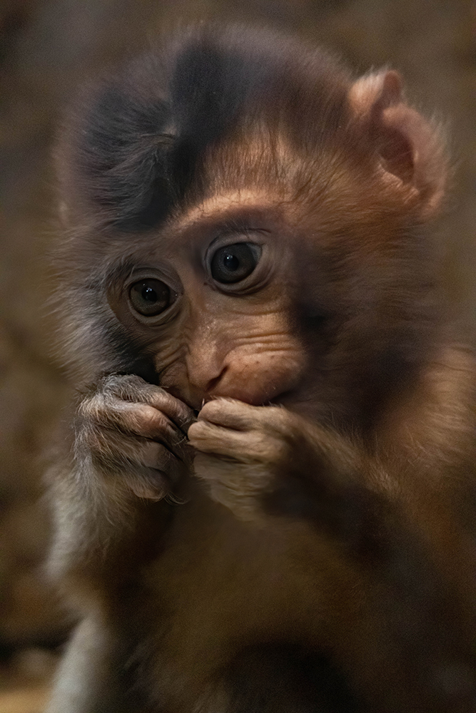 Laponder baby - Pig-tailed macaque baby