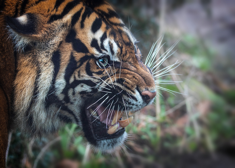 Sumatraanse tijger - Sumatran tiger