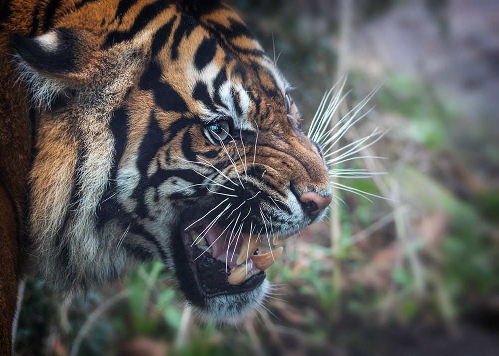 Gezichten in Zoo Osnabrück