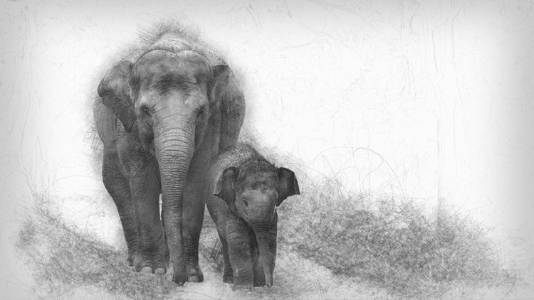 Aziatische olifant met baby - Asian elephant with baby