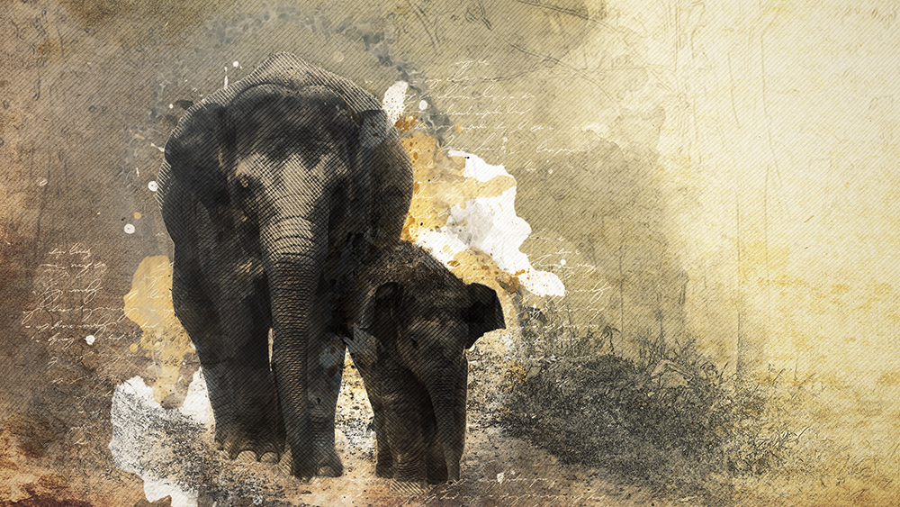Aziatische olifant met baby - Asian elephant with baby