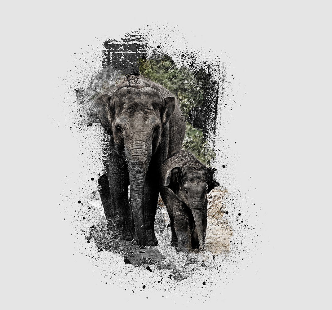 Aziatische olifant met baby - Asian elephant with baby