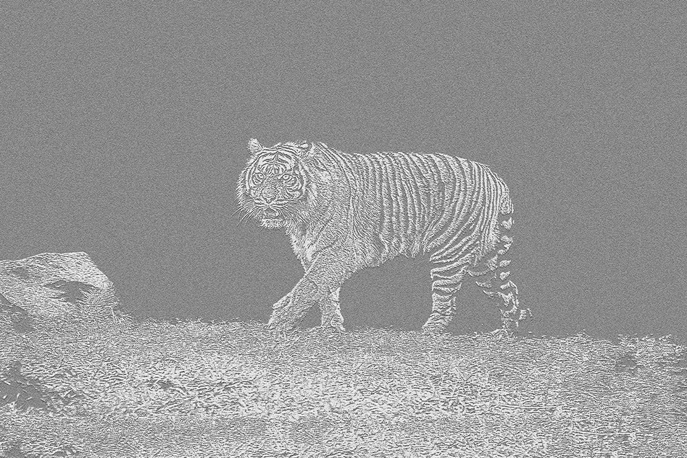 Tijger - Tiger - Photoshop filters