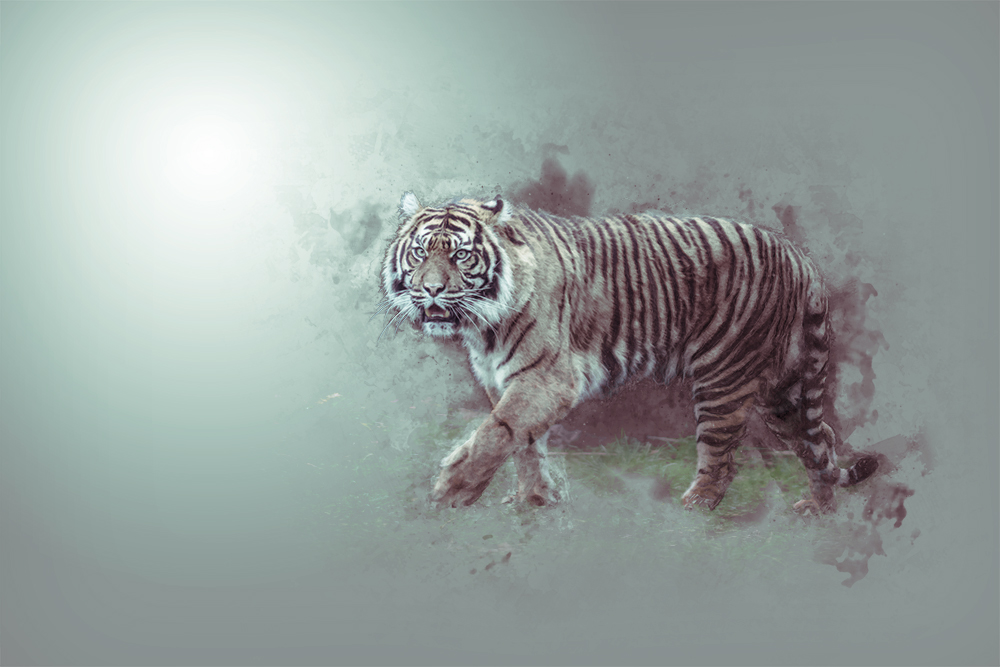 Tijger - Tiger - Digital sketch Photoshop action