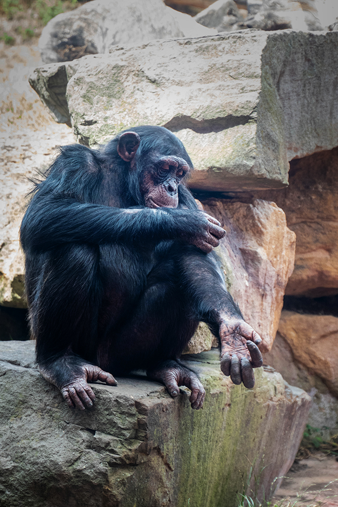 Chimpansee - Chimpanzee