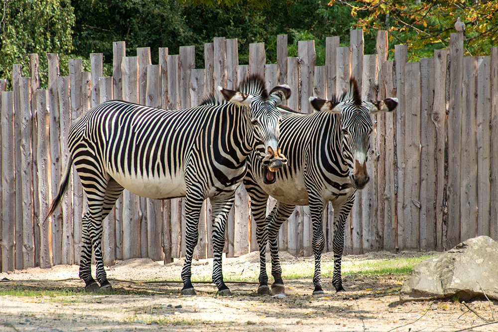 Zebra (Zoo Planckendael 2018)