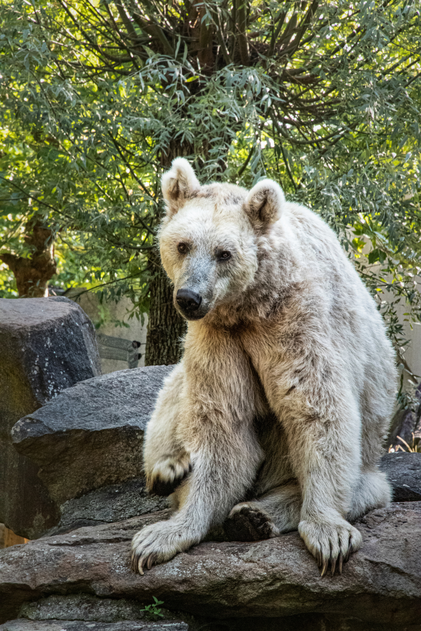 Syrische beer - Syrian brown bear (Allwetter Zoo)