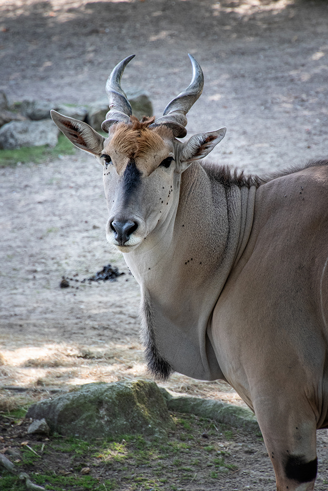 Eland antilope - Elantilope (Allwetter Zoo)