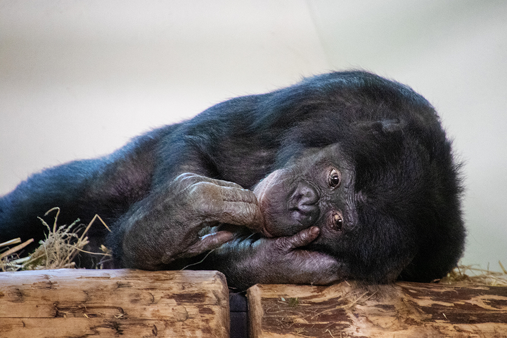 Bonobo (Apenheul)