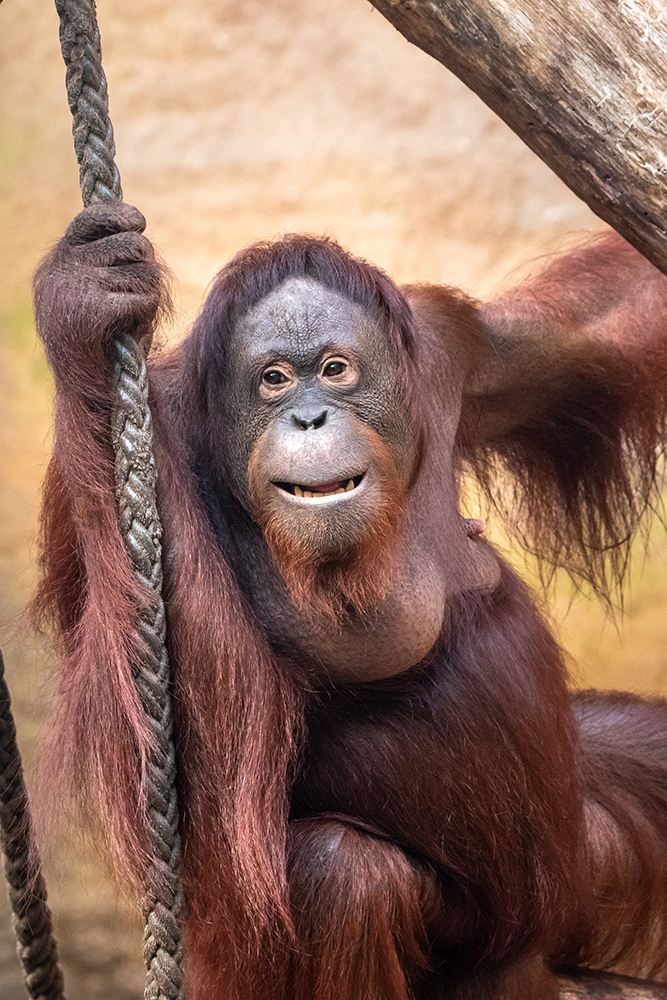 Orang-oetan - Orangutan (Allwetter Zoo 2020)