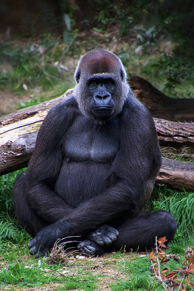 Gorilla (Apenheul)