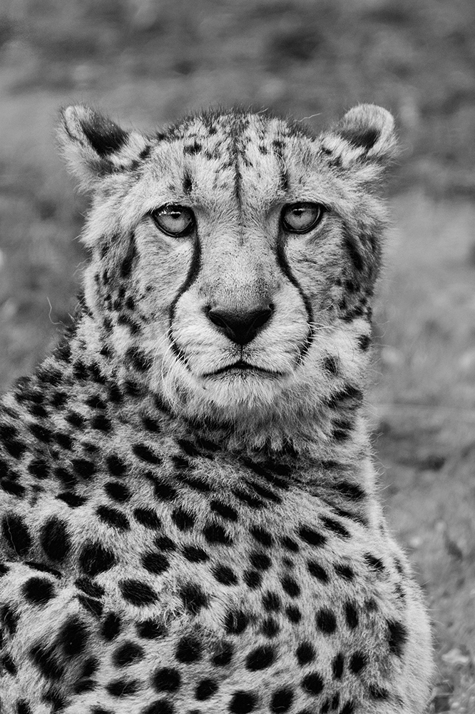 Jachtluipaard - Cheetah (Allwetterzoo 2020)