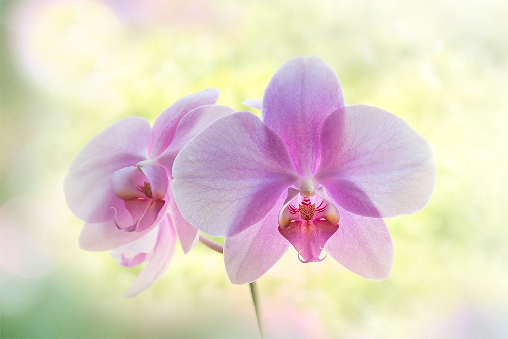 Orchidee - Orchid