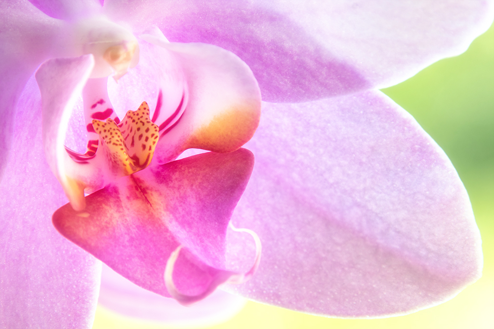 Orchidee - Orchid