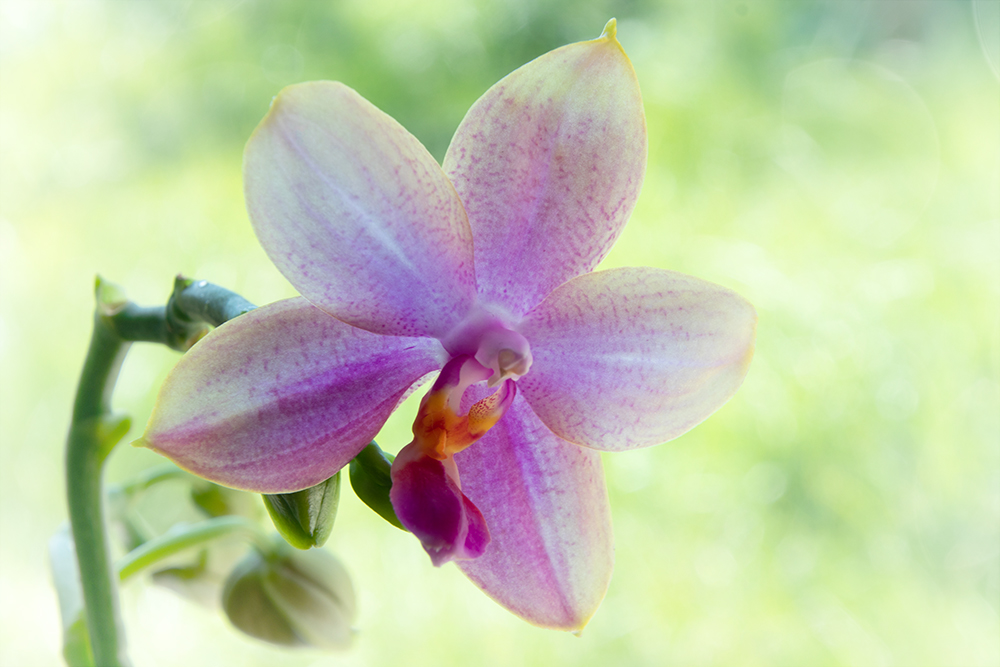 Orchidee - Orchid