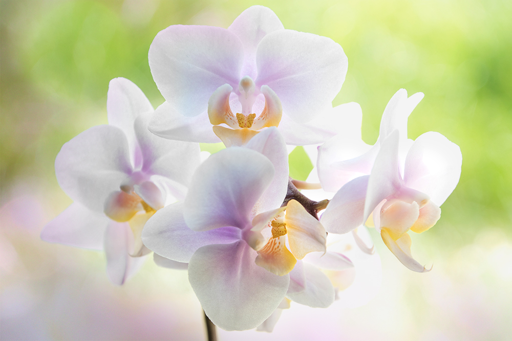 Orchidee - Orchid