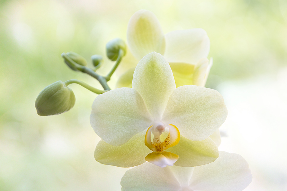 Orchidee - Orchid