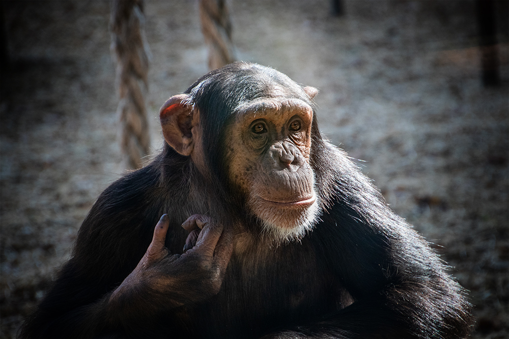 Chimpansee - Chimpanzee (Dierpark Amersfoort)