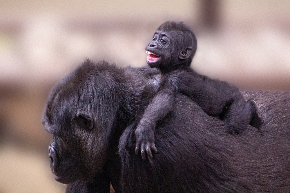 Golilla (Burgers Zoo 2014)