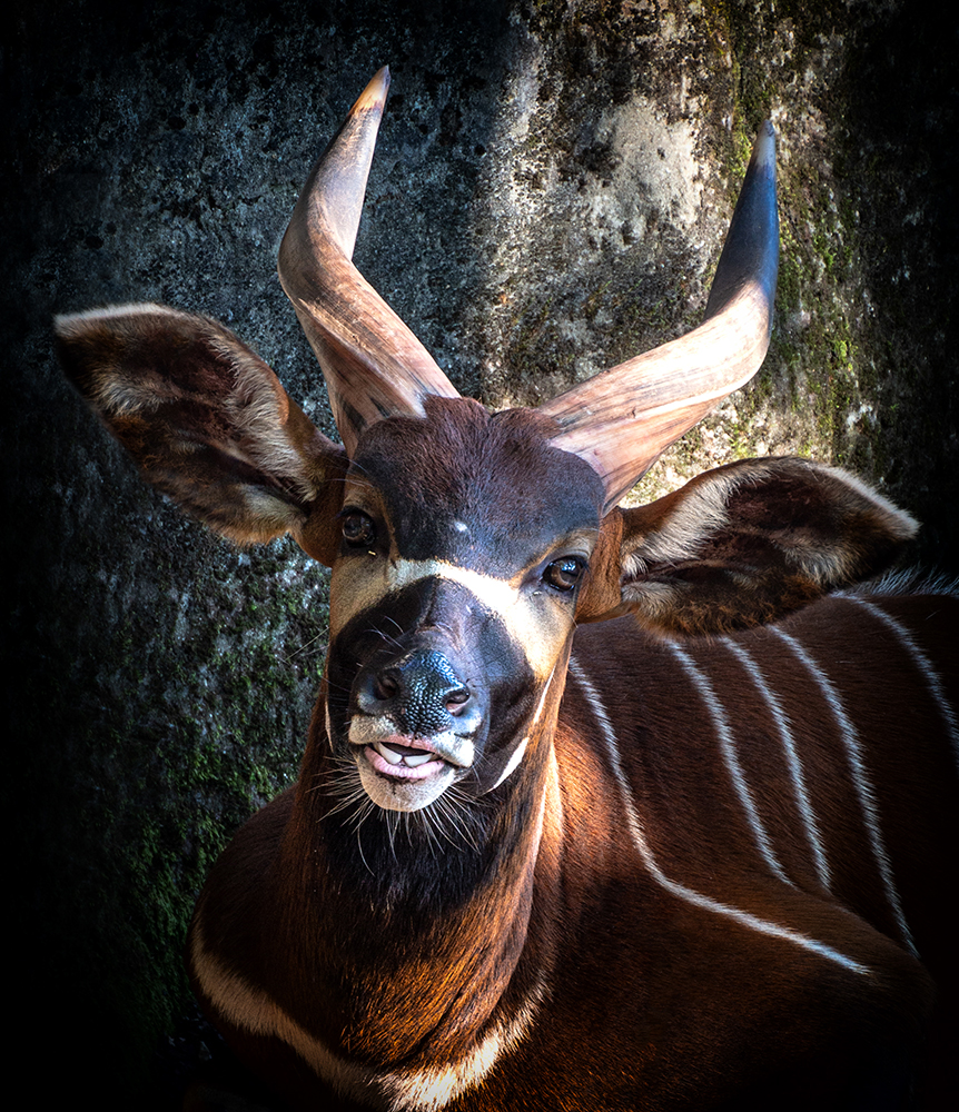 Bongo (Burgers Zoo 2016)