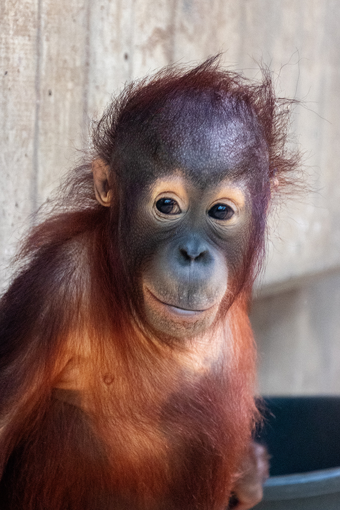 Orang-oetan - Orangutan (Ouwehands Dierenpark 2018)