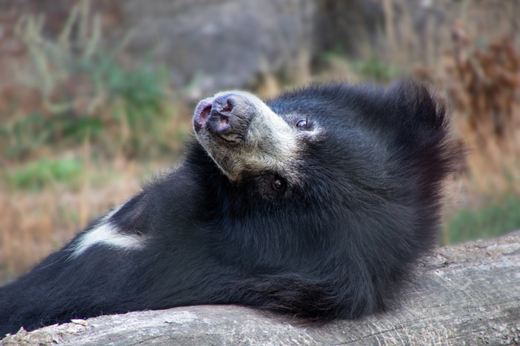 Lippenbeer - Sloth bear (Naturzoo Rheine)